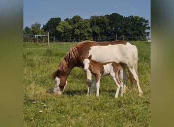 Icelandic Horse, Mare, 4 years, 13.2 hh, Pinto