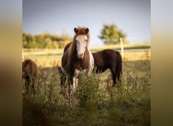 Icelandic Horse, Mare, 4 years, 13.2 hh, Pinto