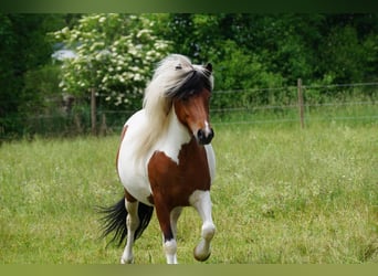 Icelandic Horse, Mare, 4 years, 13.2 hh, Pinto