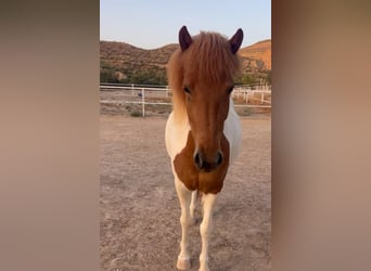 Icelandic Horse, Mare, 4 years, 13.2 hh, Pinto