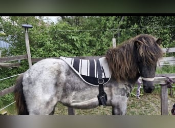 Icelandic Horse, Mare, 4 years, 13.2 hh, Roan-Blue