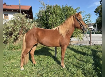 Icelandic Horse, Mare, 4 years, 13.3 hh, Chestnut-Red