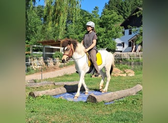 Icelandic Horse, Mare, 4 years, 13.3 hh, Pinto