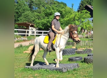 Icelandic Horse, Mare, 4 years, 13.3 hh, Pinto