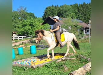 Icelandic Horse, Mare, 4 years, 13.3 hh, Pinto