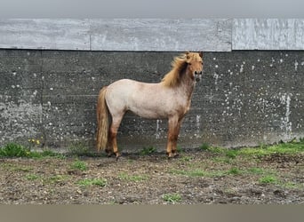 Icelandic Horse, Mare, 4 years, 13.3 hh, Roan-Red