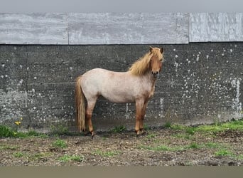 Icelandic Horse, Mare, 4 years, 13.3 hh, Roan-Red