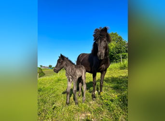 Icelandic Horse, Mare, 4 years, 13 hh, Black