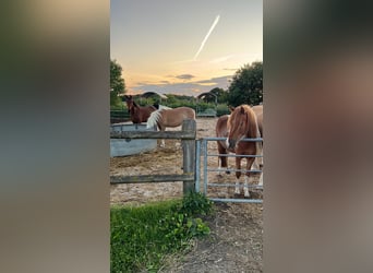 Icelandic Horse Mix, Mare, 4 years, 13,2 hh, Chestnut-Red