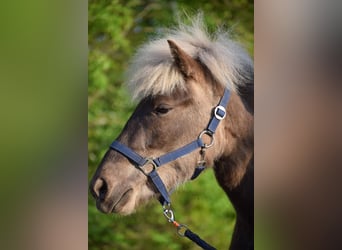 Icelandic Horse, Mare, 4 years, 13,2 hh