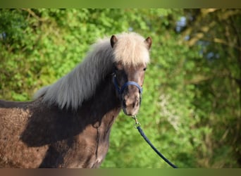 Icelandic Horse, Mare, 4 years, 13,2 hh