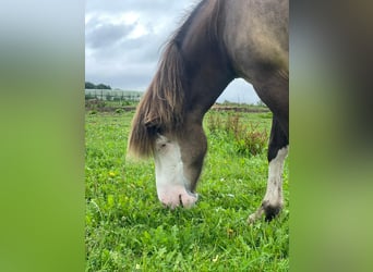Icelandic Horse, Mare, 4 years, 13,2 hh