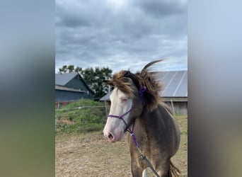 Icelandic Horse, Mare, 4 years, 13,2 hh