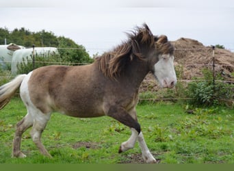 Icelandic Horse, Mare, 4 years, 13,2 hh