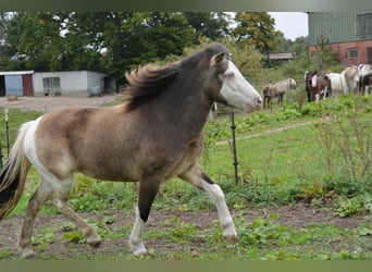Icelandic Horse, Mare, 4 years, 13,2 hh