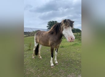 Icelandic Horse, Mare, 4 years, 13,2 hh