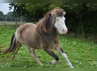 Icelandic Horse, Mare, 4 years, 13,2 hh