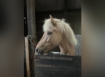 Icelandic Horse, Mare, 4 years, 13,2 hh, Palomino