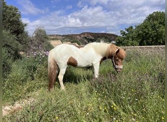 Icelandic Horse, Mare, 4 years, 13,2 hh, Pinto