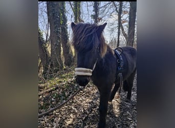 Icelandic Horse, Mare, 4 years, 13,2 hh, Roan-Blue