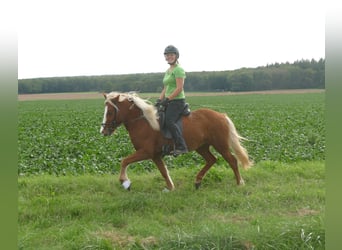 Icelandic Horse, Mare, 4 years, 14 hh, Chestnut-Red