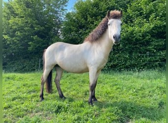 Icelandic Horse, Mare, 4 years, 14 hh