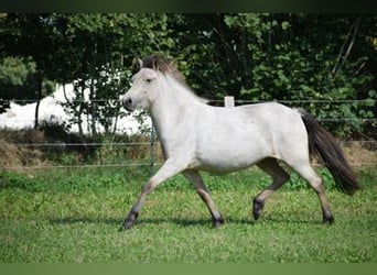 Icelandic Horse, Mare, 4 years, 14 hh