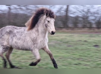 Icelandic Horse, Mare, 4 years, 14 hh