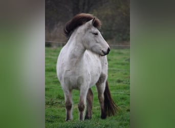 Icelandic Horse, Mare, 4 years, 14 hh