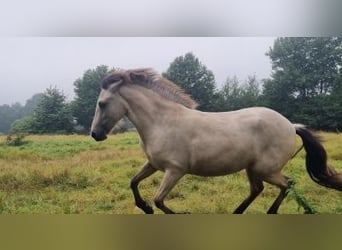 Icelandic Horse, Mare, 4 years, 14 hh