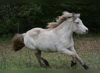 Icelandic Horse, Mare, 4 years