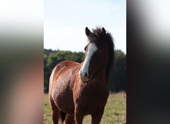 Icelandic Horse, Mare, 4 years, Brown