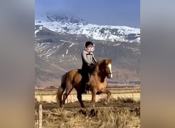 Icelandic Horse, Mare, 4 years, Dun
