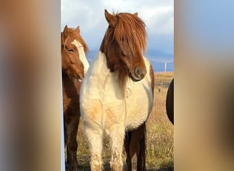 Icelandic Horse, Mare, 4 years, Pinto