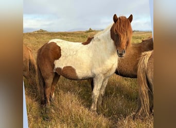 Icelandic Horse, Mare, 4 years, Pinto