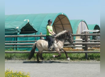 Icelandic Horse, Mare, 5 years, 12.2 hh, Dun