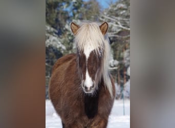 Icelandic Horse, Mare, 5 years, 12.3 hh