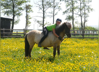 Icelandic Horse, Mare, 5 years, 12,2 hh, Dun