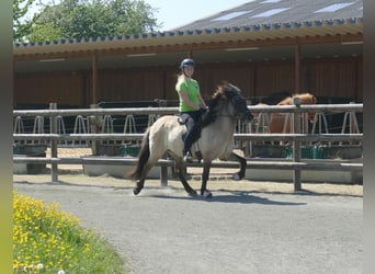 Icelandic Horse, Mare, 5 years, 12,2 hh, Dun