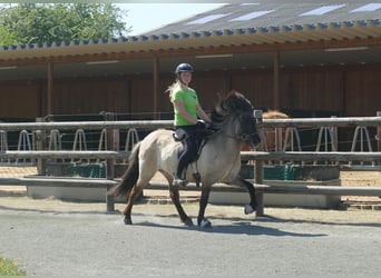 Icelandic Horse, Mare, 5 years, 12,2 hh, Dun