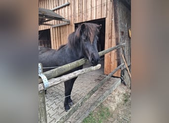 Icelandic Horse, Mare, 5 years, 13.1 hh, Black