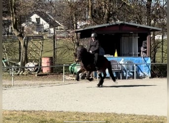 Icelandic Horse, Mare, 5 years, 13.1 hh, Brown