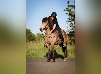Icelandic Horse, Mare, 5 years, 13.1 hh, Buckskin