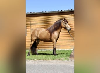 Icelandic Horse, Mare, 5 years, 13,1 hh, Buckskin