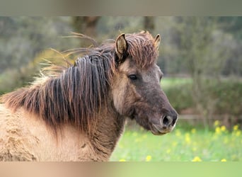 Icelandic Horse, Mare, 5 years, 13,1 hh, Grullo