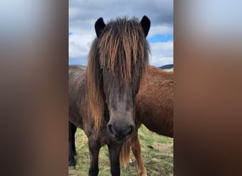 Icelandic Horse, Mare, 5 years, 13.1 hh, Smoky-Black