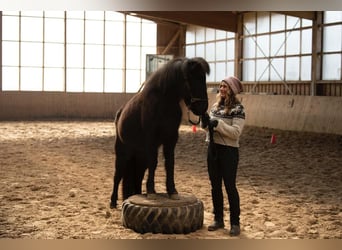 Icelandic Horse, Mare, 5 years, 13.2 hh, Black