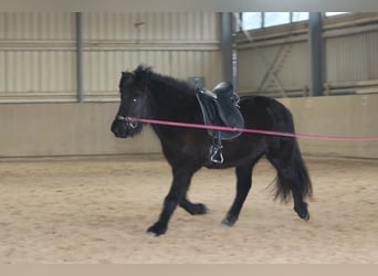 Icelandic Horse, Mare, 5 years, 13.2 hh, Black