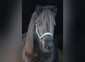 Icelandic Horse, Mare, 5 years, 13.2 hh, Black