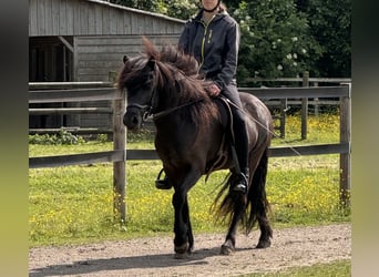 Icelandic Horse, Mare, 5 years, 13.2 hh, Black